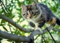 Как снять кота с высокого дерева?