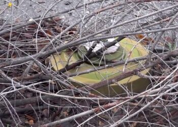 Военкор Семен Пегов подорвался на мине под Донецком