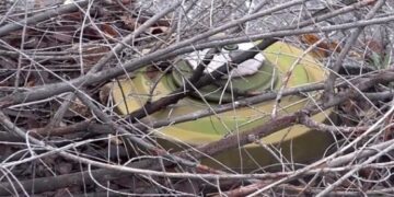 Военкор Семен Пегов подорвался на мине под Донецком