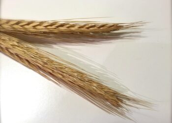 Минобороны: Россия возобновила участие в зерновой сделке