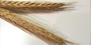 Минобороны: Россия возобновила участие в зерновой сделке