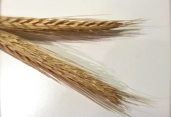 Минобороны: Россия возобновила участие в зерновой сделке