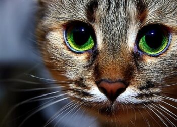 В Смоленске вынесли приговор по делу об ограблении кошки