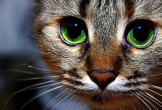 В Смоленске вынесли приговор по делу об ограблении кошки