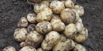 В Тульской области ввели режим ЧС в связи с гибелью части урожая из-за погоды