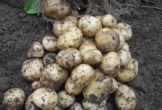 В Тульской области ввели режим ЧС в связи с гибелью части урожая из-за погоды