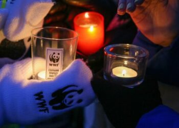 Власти Чукотки отказались сотрудничать с Всемирным фондом дикой природы