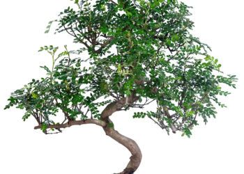 Как ухаживать за деревом бонсай?