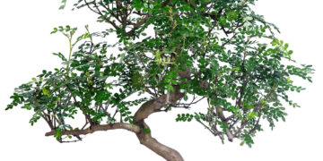 Как ухаживать за деревом бонсай?