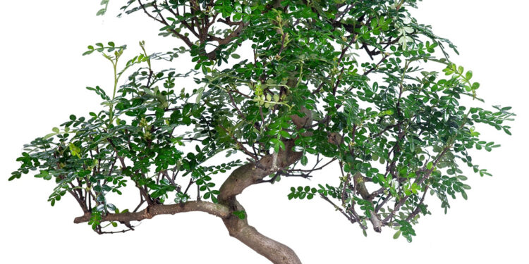 Как ухаживать за деревом бонсай?