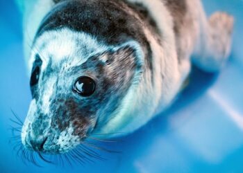 На побережье Каспийского моря обнаружено уже 1700 тюленей