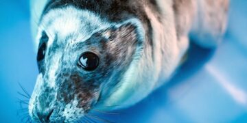 На побережье Каспийского моря обнаружено уже 1700 тюленей