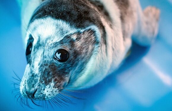 На побережье Каспийского моря обнаружено уже 1700 тюленей