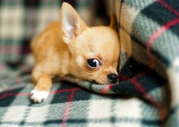 Ветеринар рассказала, как успокаивать питомцев во время фейерверка