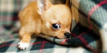 Ветеринар рассказала, как успокаивать питомцев во время фейерверка