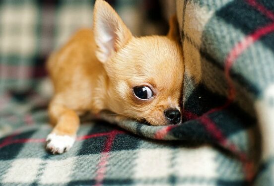 Ветеринар рассказала, как успокаивать питомцев во время фейерверка