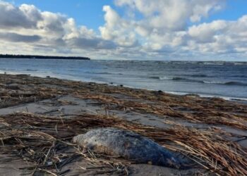 На берегу Каспия вновь обнаружены тела мертвых тюленей