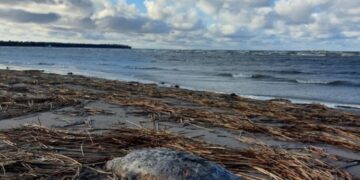 На берегу Каспия вновь обнаружены тела мертвых тюленей