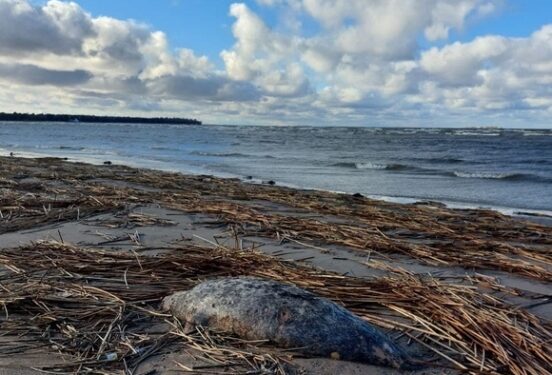 На берегу Каспия вновь обнаружены тела мертвых тюленей