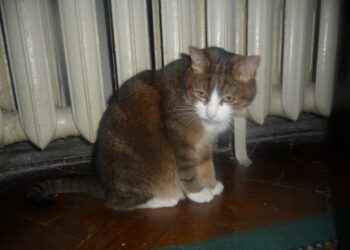 В Краснодаре из-за аварии более 160 жилых домов остались без тепла