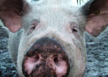 В Астраханской области выявили очаг африканской чумы свиней