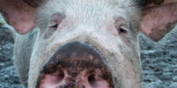 В Астраханской области выявили очаг африканской чумы свиней