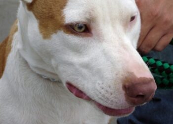 В Новгородской области три питбуля загрызли девятилетнего мальчика