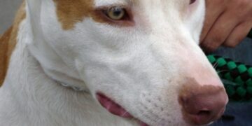 В Новгородской области три питбуля загрызли девятилетнего мальчика