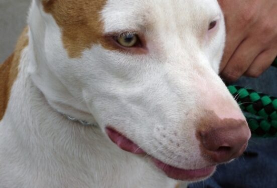 В Новгородской области три питбуля загрызли девятилетнего мальчика