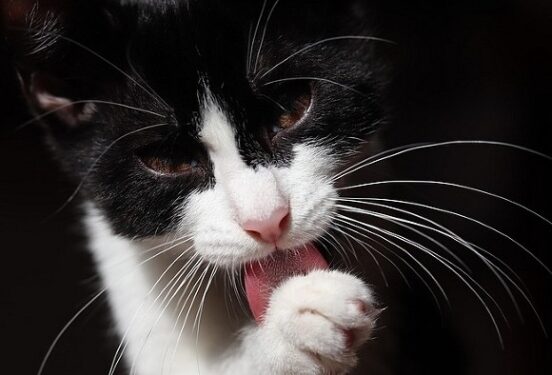 Эксперты рассказали, как снизить аллергическую реакцию на кошек