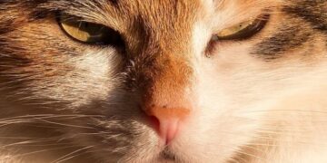 Эксперты рассказали, понимают ли кошки человеческую речь