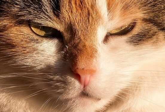 Эксперты рассказали, понимают ли кошки человеческую речь