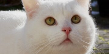 Эксперты рассказали, зачем кошки забираются на высокие поверхности