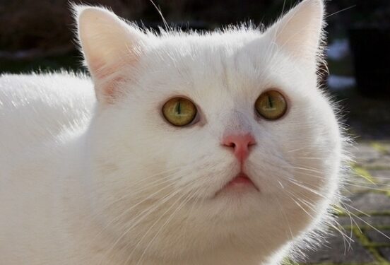 Эксперты рассказали, зачем кошки забираются на высокие поверхности