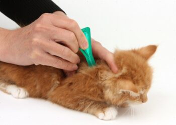 Лечение и профилактика кошек от глистов препаратами