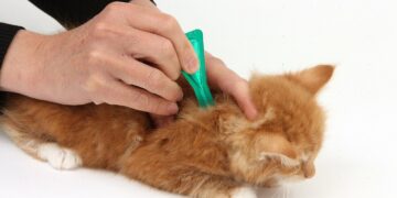 Лечение и профилактика кошек от глистов препаратами