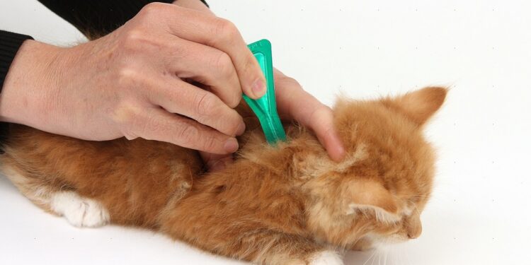 Лечение и профилактика кошек от глистов препаратами