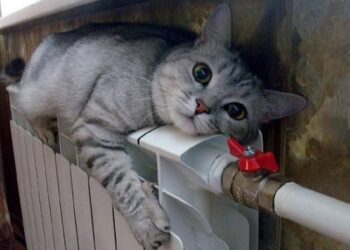 Во Владивостоке 30 тысяч человек остались без тепла из-за прорыва трубы