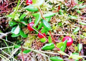 Врач: Регулярное употребление клюквы может снизить вероятность возникновения инсульта