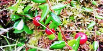 Врач: Регулярное употребление клюквы может снизить вероятность возникновения инсульта