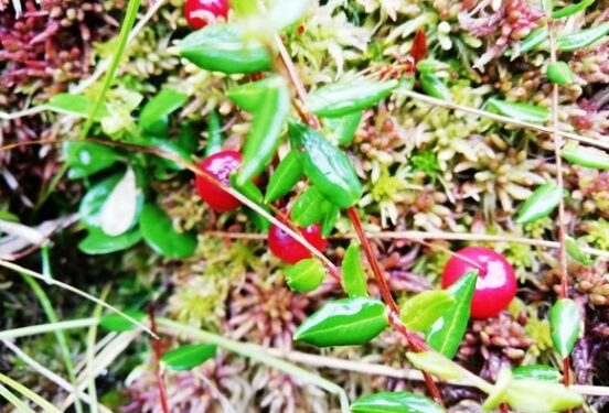 Врач: Регулярное употребление клюквы может снизить вероятность возникновения инсульта