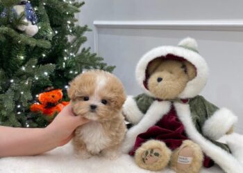 Особенности корейских микро щенков