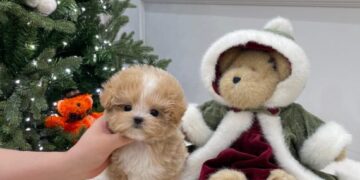 Особенности корейских микро щенков