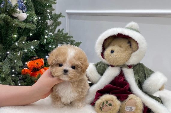 Особенности корейских микро щенков