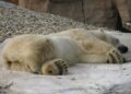 В зоопарке в Омской области утонула белая медведица