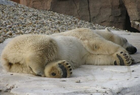 В зоопарке в Омской области утонула белая медведица