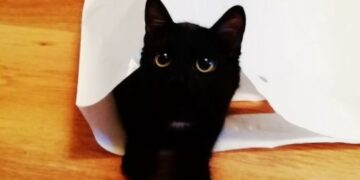 Ветеринар рассказал, почему кошки стремятся выбежать из квартиры