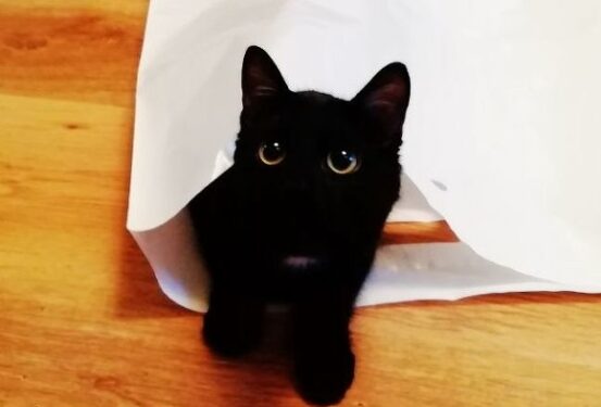 Ветеринар рассказал, почему кошки стремятся выбежать из квартиры