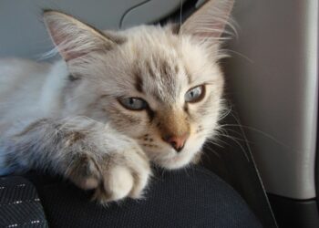 Врач-терапевт рассказал, к чему могут привести обычные кошачьи царапины