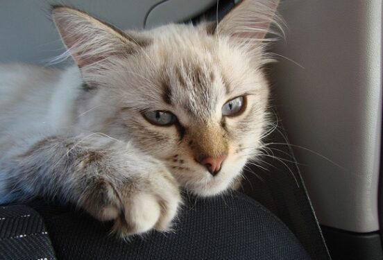 Врач-терапевт рассказал, к чему могут привести обычные кошачьи царапины